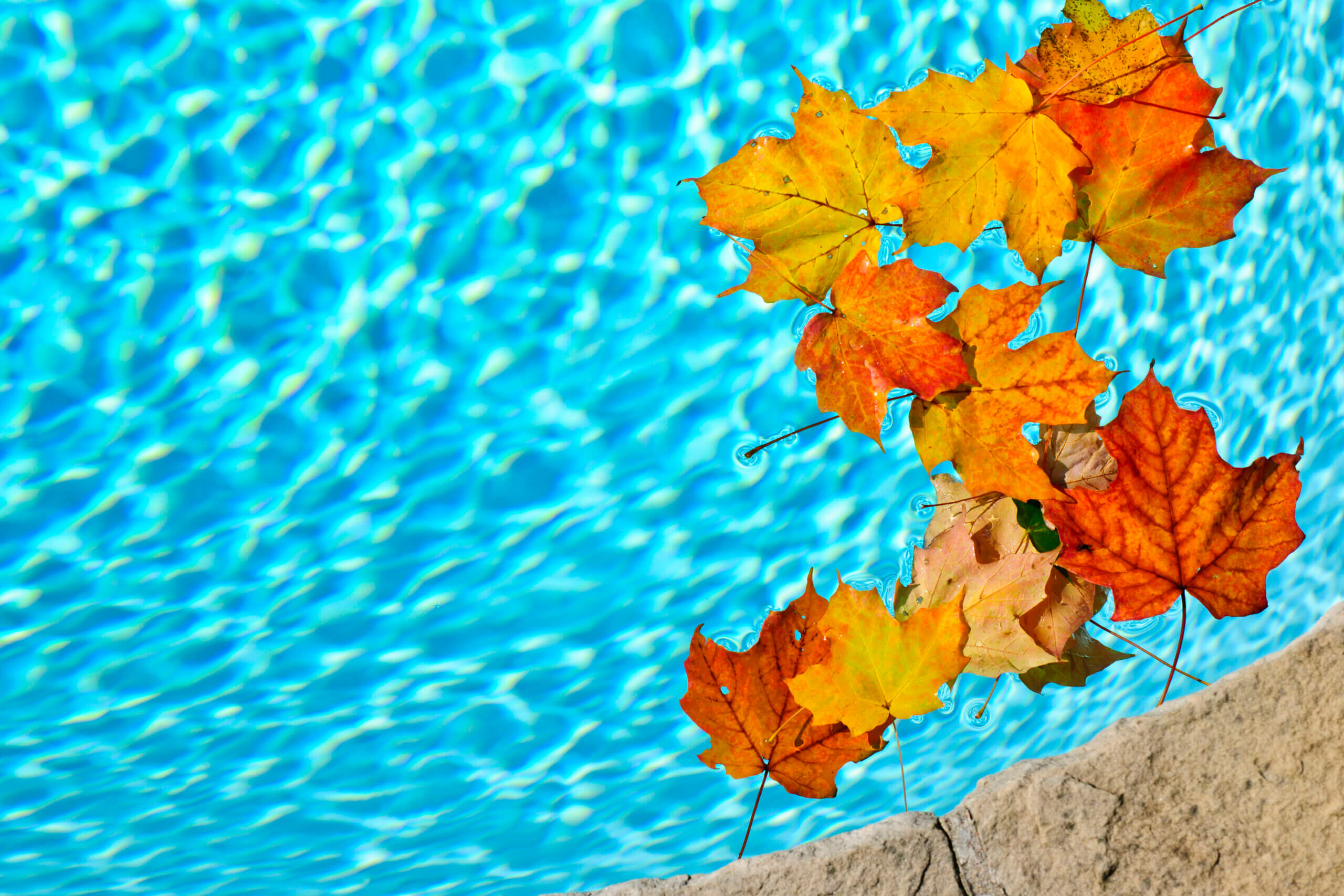 Fall leaves floating in pool